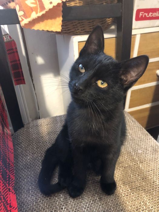 Pisoi negru pentru adoptie, il putem aduce si la domiciliul dumneavoastra.