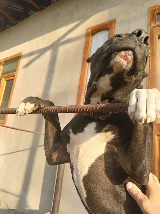 Стаффорд  черный 8 мес