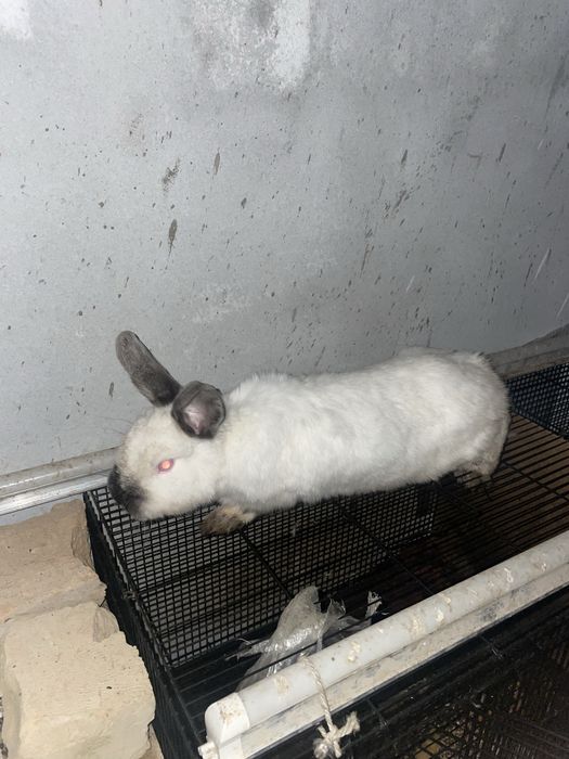 Quyon sotiladi Куйон сотилади