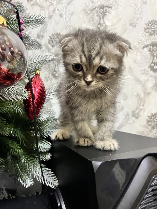 Mushukcha sotiladi erkak