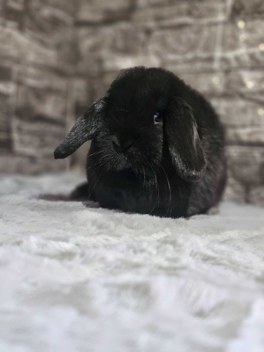 Iepuri pitici de companie /Berbec pitic/Cap de leu /Rex pitic