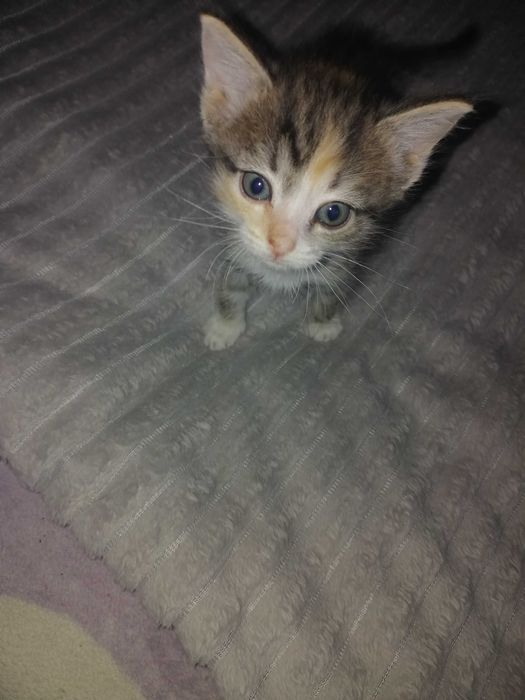 Отдам котят в добрые руки..