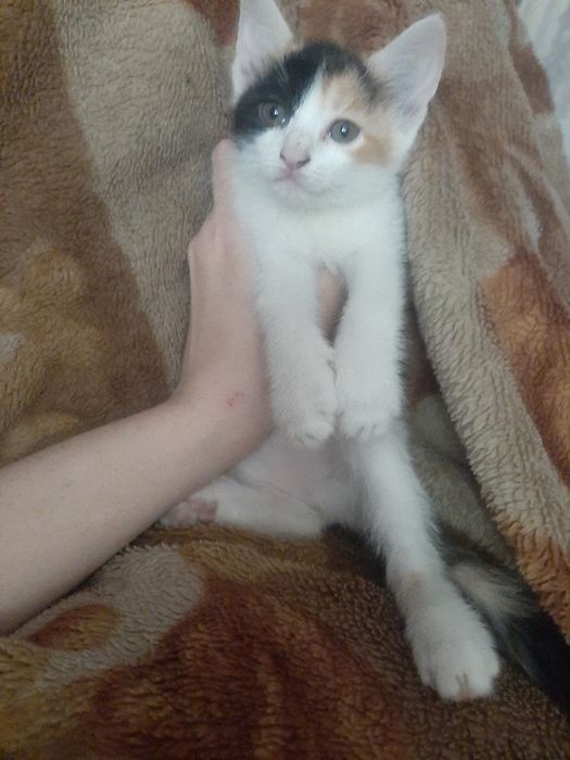 Котята в заботливые руки