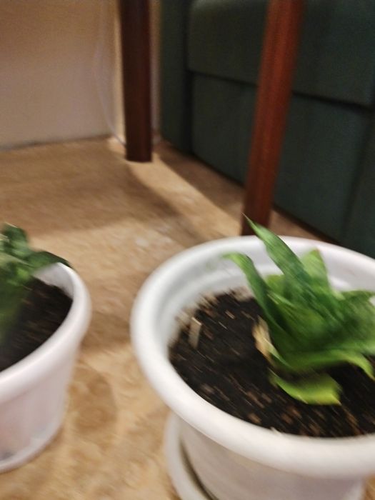 Цветы комнатные в горшках.