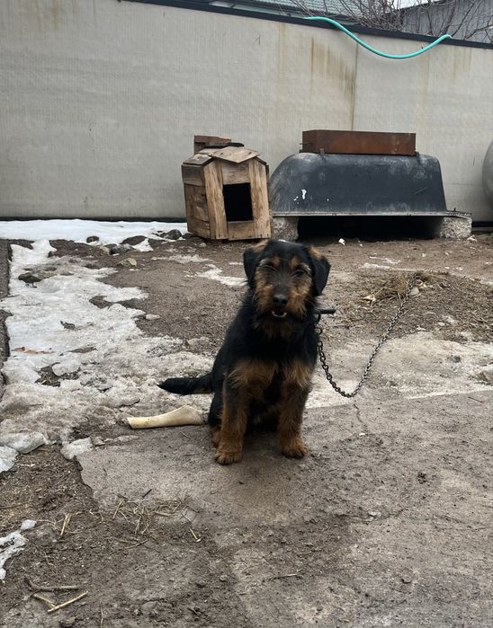 Продам ягдтерьер