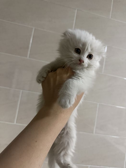 Девочка британка длиношерсная