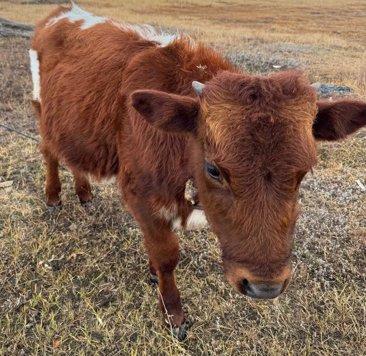 Бұзау бұқа / теленок бычок