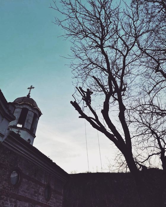 Премахване на опасни дървета, оформяне, рязане, кастрене Tree Service