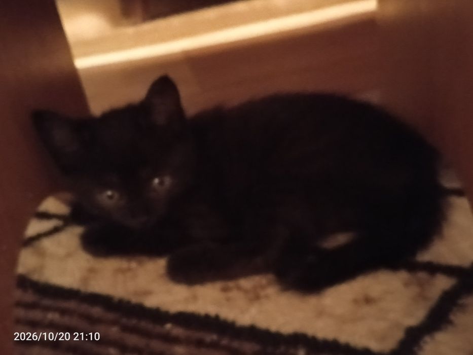 Чисто черный котенок мальчик