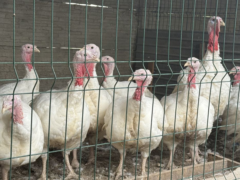 Vand curcani de carne crescuti bio