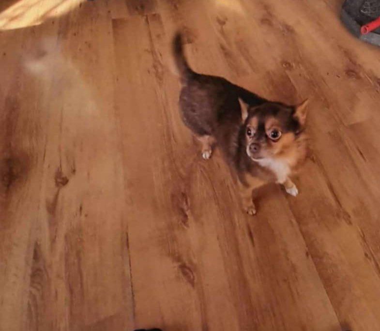 Малки мини пинчери братчета