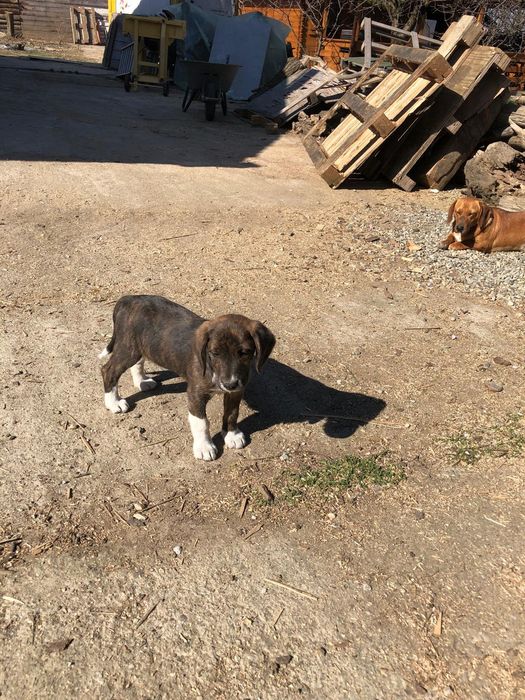 Câine metis beangle