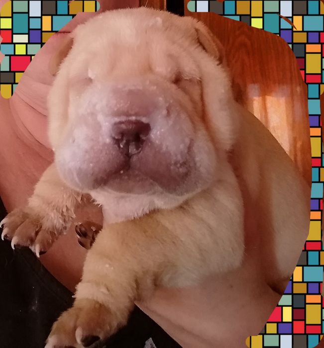 Щенки шарпея чистокровные.