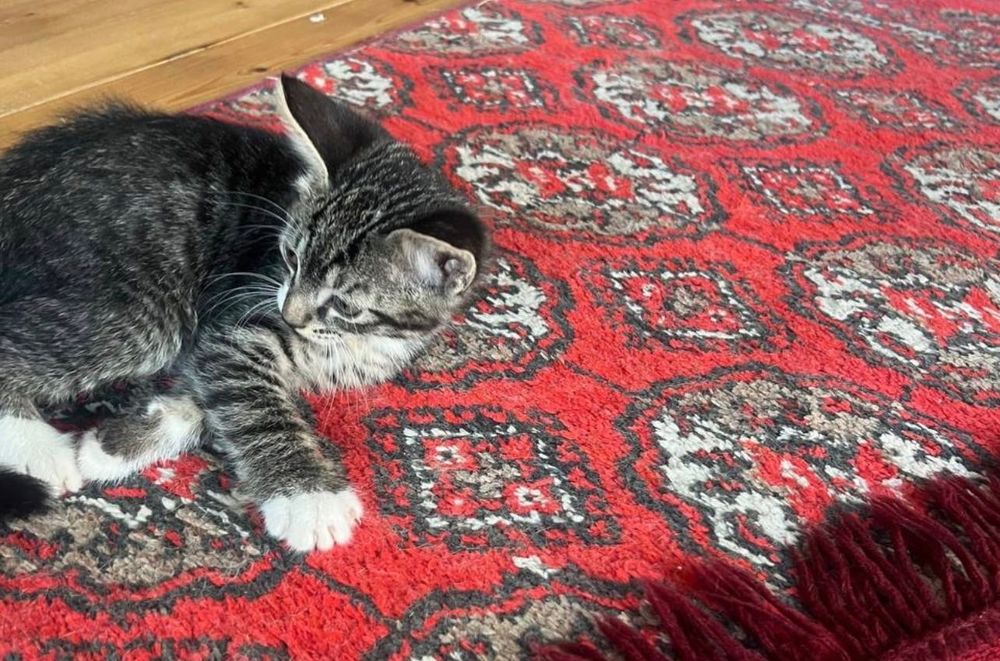 домашние котята.