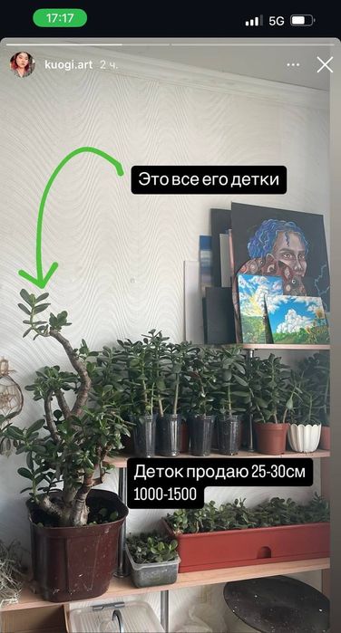 Продам денежное дерево