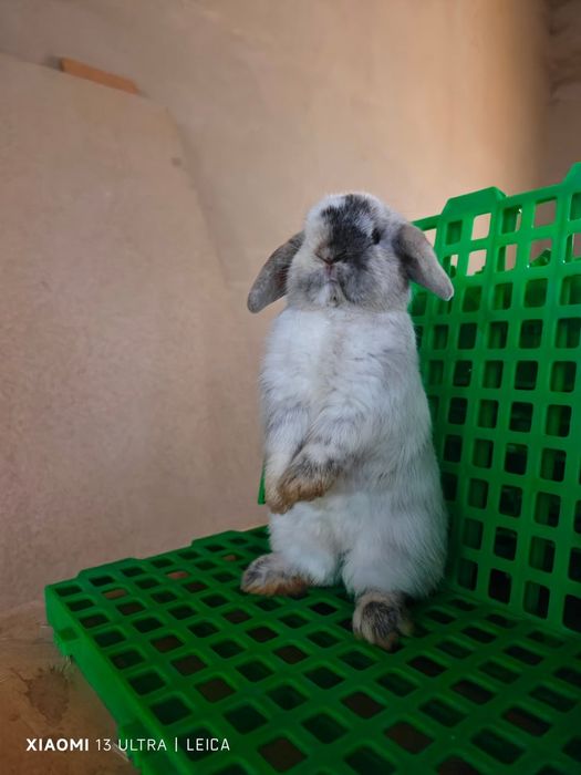 Кролик породы   Минилоп окрас рен