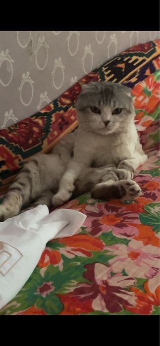 Шотланская кошка