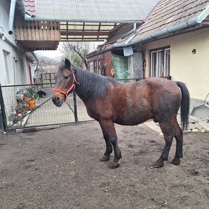 Cal de vinzare bun de tras nu musca nu  zvirle