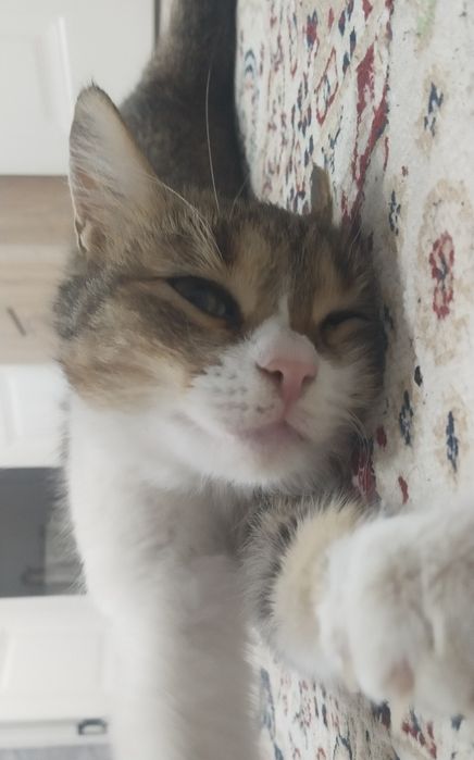 Кошка в добрые руки