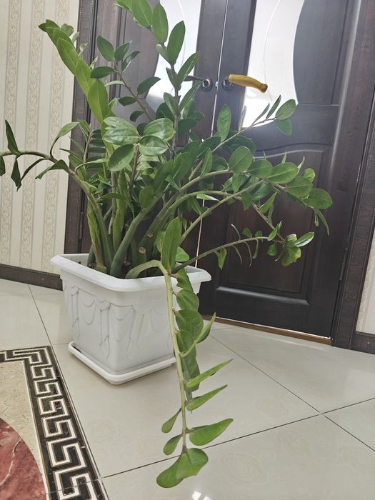 Продам долларовое дерево