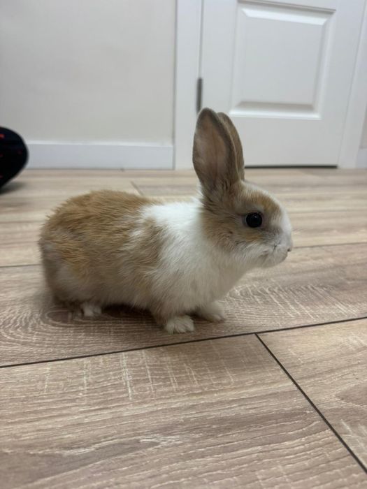 Кролик вместе с клеткой