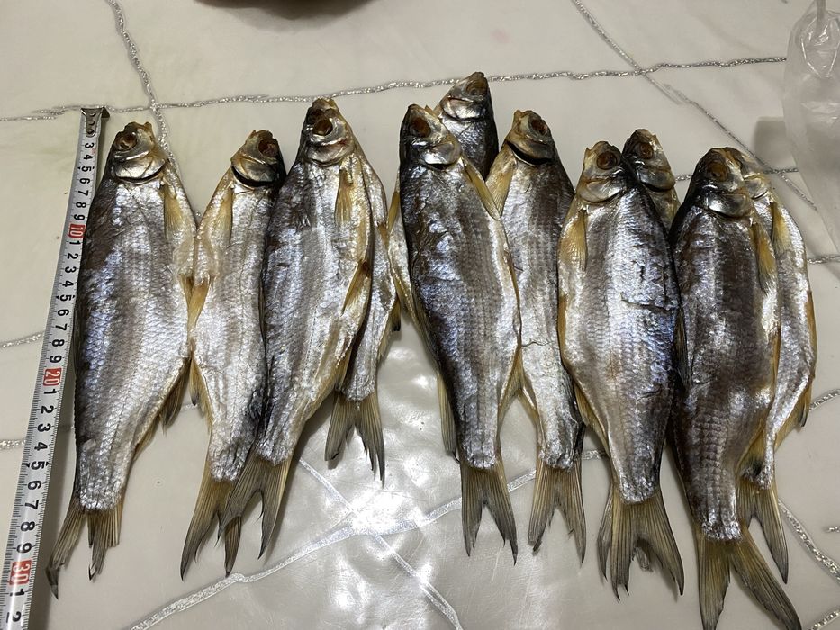 Кепкен ребец балықтары