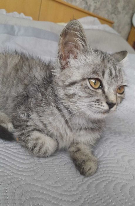 Отдам котенка в добрые руки