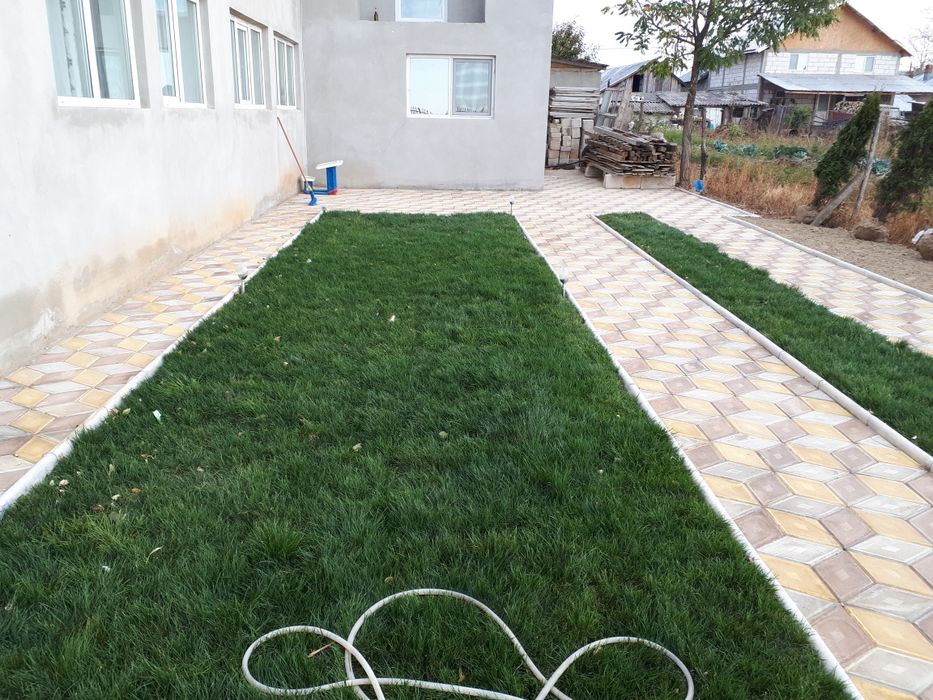 Fericirea la mp gazon tuia plante ptr gradina