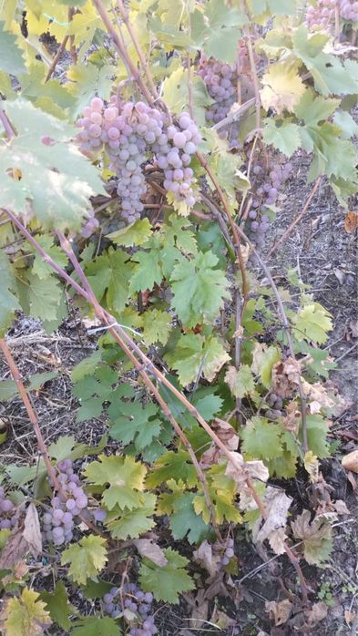 Vand struguri pentru vin