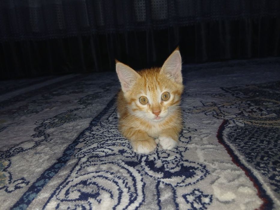 Hadiyaga beriladi