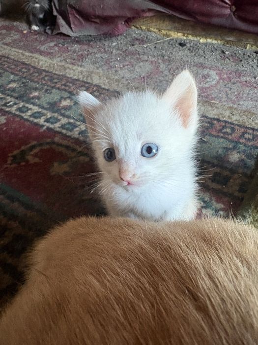Милые котята бесплатно