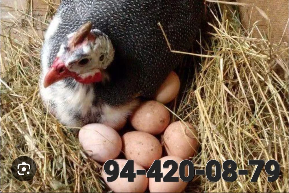 Saharga qariyalarga va bolalarga dorilikka tuhum