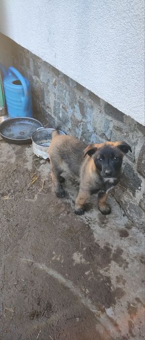 Подарявам кученца - белгийска овчарка (Малиноа) микс