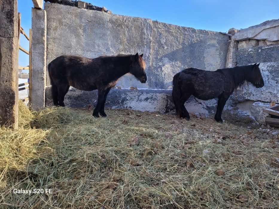 2 бие сатамын етке кг 3200