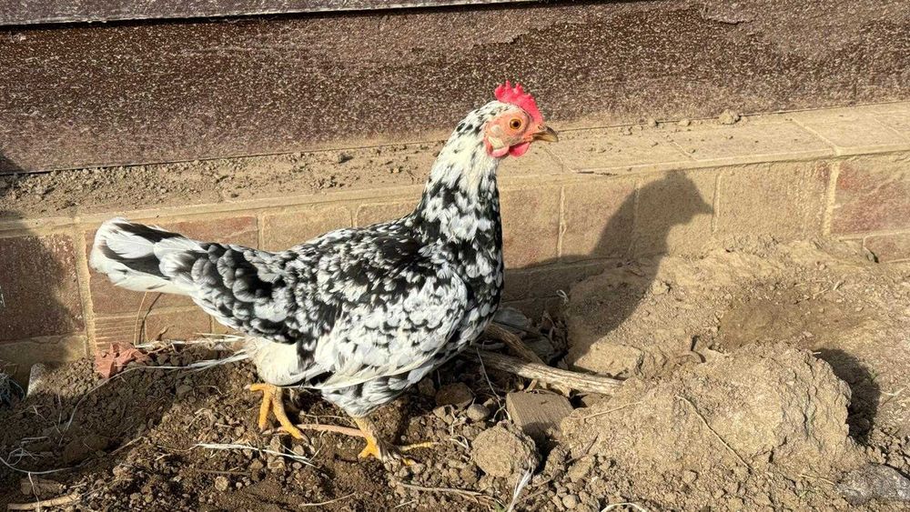 De vânzare găini și cocoși pitici.