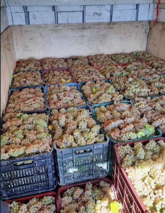 Struguri de vin garantam un vin delicios
