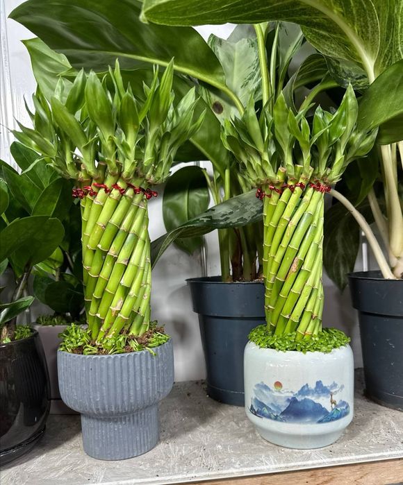 Бамбук драцена в огромном ассортименте