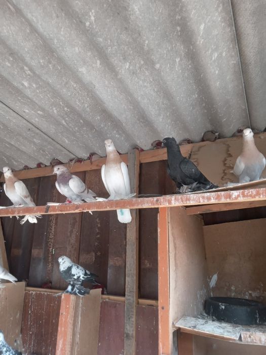 Голуби все летные,вольные