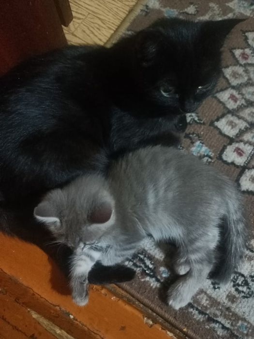 Отдам котенка девочка