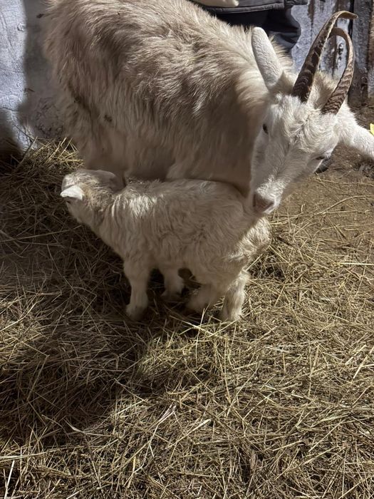 Сауынды ешкілер сатылады 40000 теңге