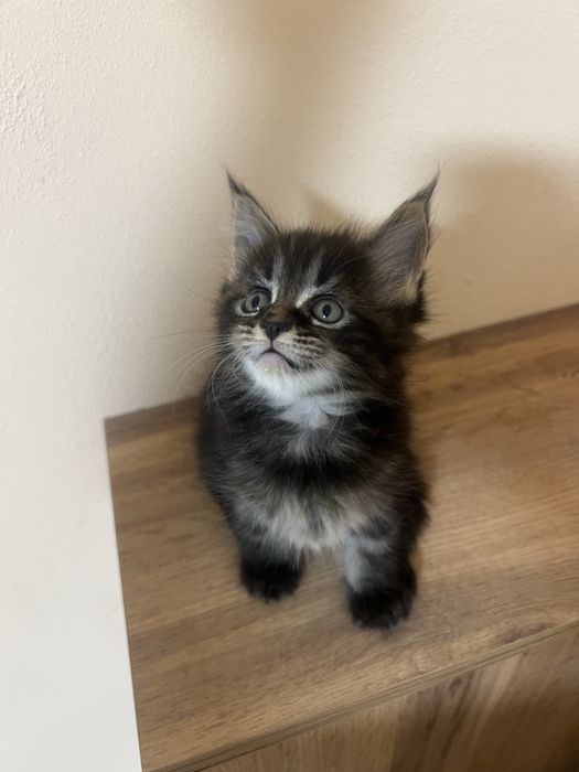 Котята мейн кун