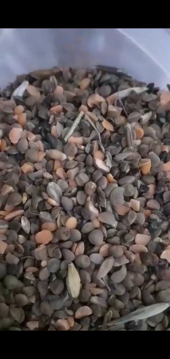 Отходы отходы гороховый