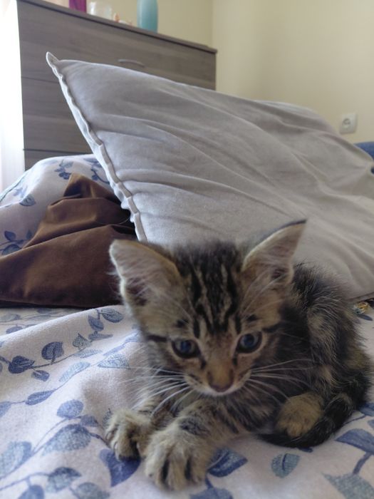 Ищу дом для котёнка