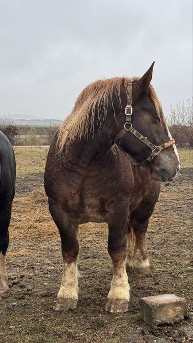 Vand iapa de 3 ani rasa breton