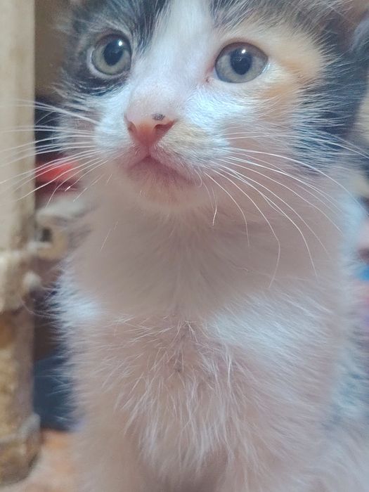 Отдаю котят в хорошие руки