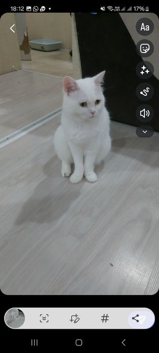 Отдам кота по кличке Босс.