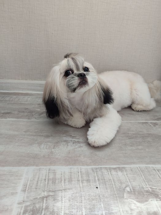 Ши-тцу, девочка 2,5 года ищет пару.
