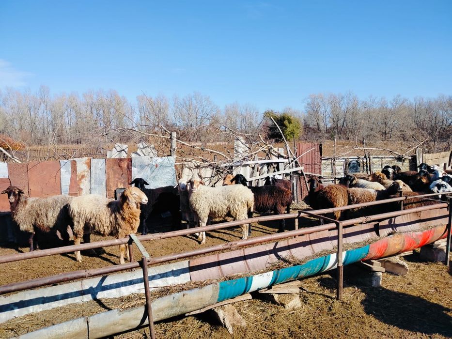 34 бас қой тоқты сатылады