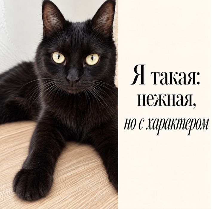 Буду помогать новому хозяину
