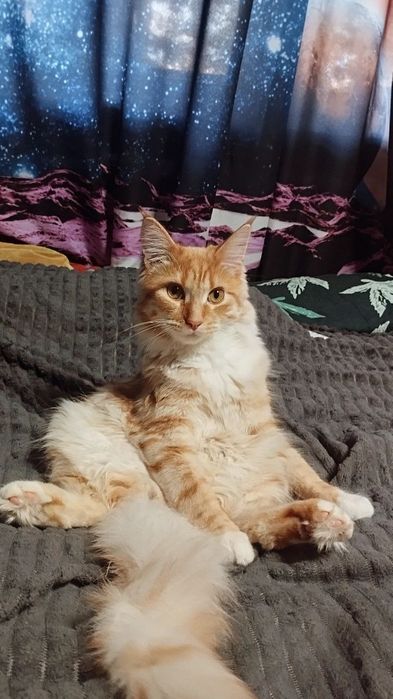 Кот Мейн Кун , в добрые руки